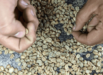 EMPRESA DE CAFÉ DE SANTUARIO, RISARALDA, VA A LA CONQUISTA DE CONSUMIDORES INGLESES.