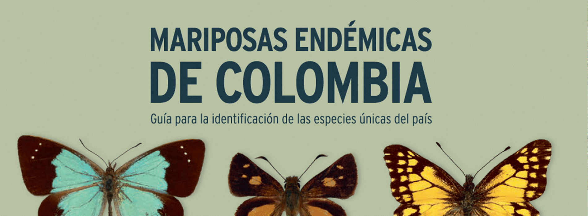 mariposas
